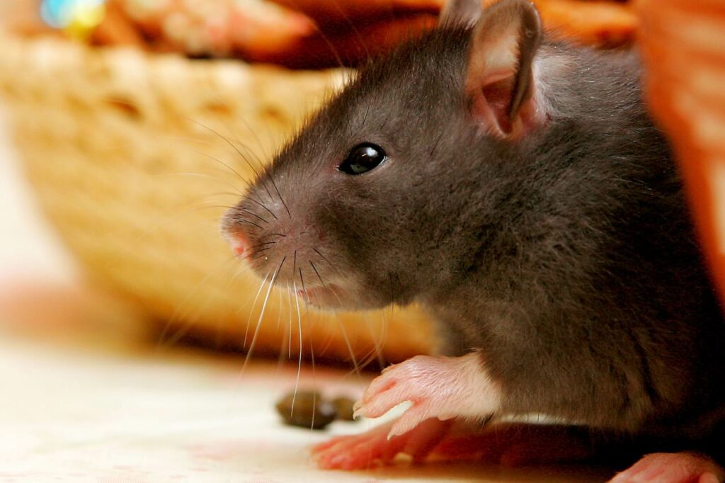 É importante armazenar alimentos adequadamente em recipientes selados e manter uma boa higiene para evitar atrair ratos e prevenir infestações. O uso de armadilhas sem veneno da Colly é uma ótima medida complementar para controlar a população de ratos de forma segura e eficaz.