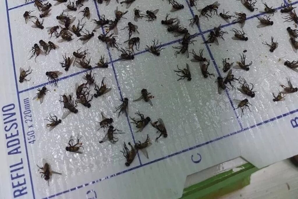 Refil Adesivo para Armadilhas Luminosas Colly Ideal para controle de insetos voadores em indústrias alimentícias, frigoríficos, supermercados, hospitais, restaurantes, residências ou qualquer outro local no qual a utilização contínua de inseticidas seja desaconselhável ou inviável.