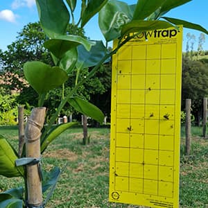 Yellow Trap Armadilha Adesiva Armadilha de Papel Amarela é indicada para o monitoramento de uma grande gama de insetos agrícolas em HF (horti-fruti) Principalmente para o monitoramento de Psilídeo (Diaphorina citri) na cultura dos citros.