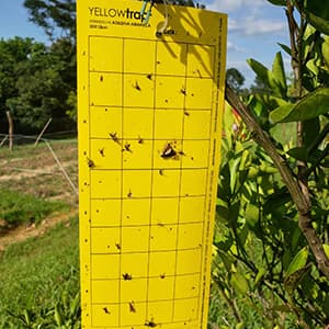 Yellow Trap Armadilha Adesiva Armadilha de Papel Amarela é indicada para o monitoramento de uma grande gama de insetos agrícolas em HF (horti-fruti) Principalmente para o monitoramento de Psilídeo (Diaphorina citri) na cultura dos citros.