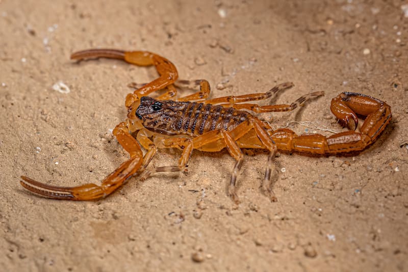 Tityus serrulatus (escorpião amarelo) - líder nos casos de escorpionismo em frequência e letalidade