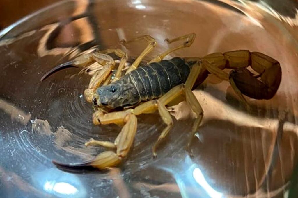 As altas temperaturas da temporada primavera/verão, e o período de chuvas, ajudam ainda mais na proliferação desta praga.