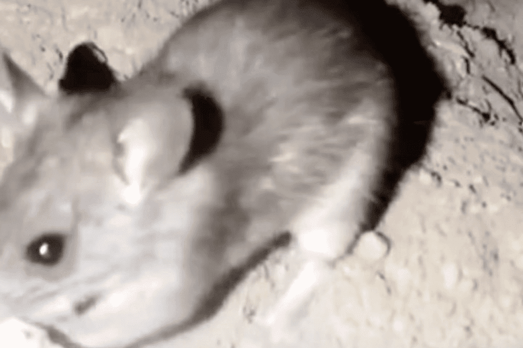 Números impressionantes sobre os Ratos. Uma fêmea de ratazana pode dar à luz 200 descendentes em apenas um ano.
