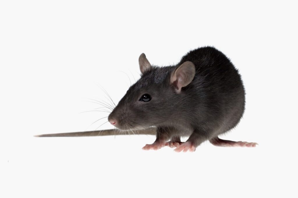 Como Identificar Infestação de Ratos