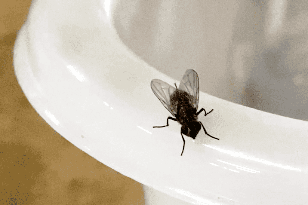 Quando uma mosca esfrega as patas dianteiras, o que realmente está a fazer é limpar minuciosamente seus sensores olfativos. As moscas possuem sensores olfativos e gustativos nas patas Na maioria dos insetos, os sensores olfativos e gustativos estão localizados próximos às partes bucais, mas em moscas e borboletas esses sensores são encontrados nas patas.