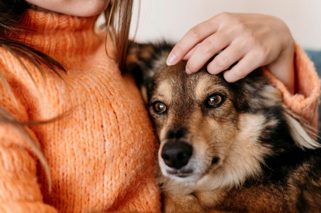 Os escorpiões representam um verdadeiro perigo para o seu amigo de quatro patas.