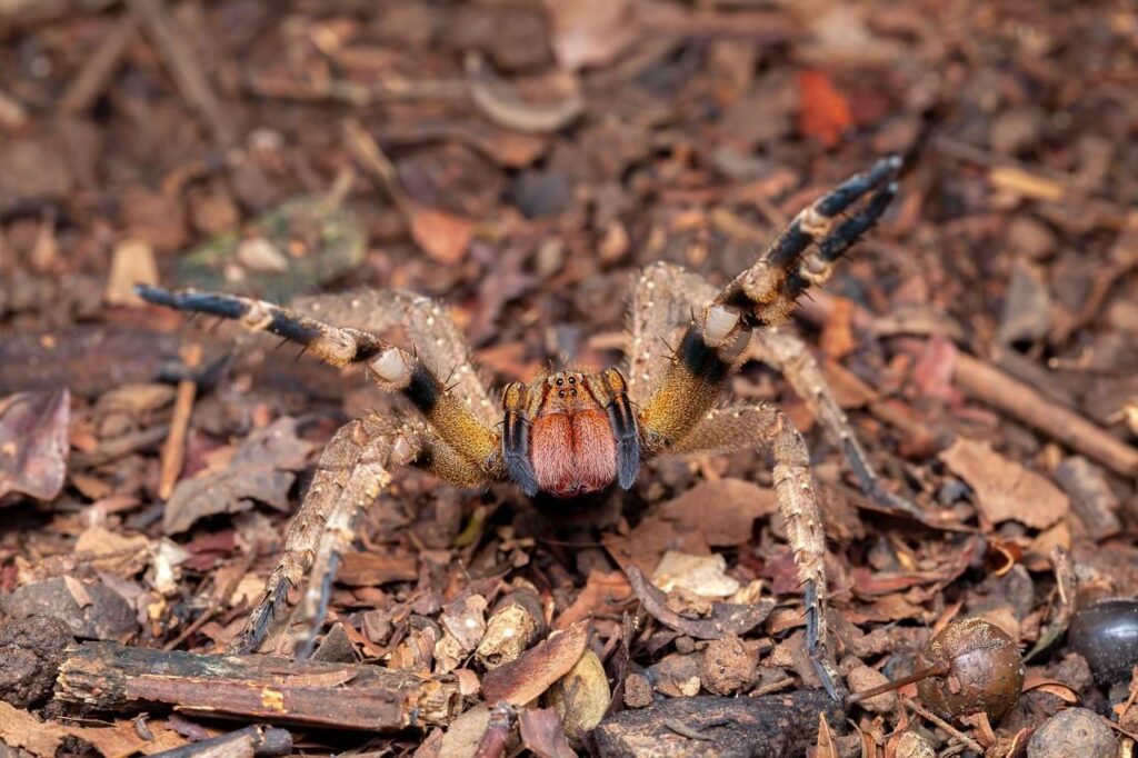 Proteja você e sua família! Previna-se! Solicite hoje mesmo a nossa Armadilha Adesiva para captura de aracnídeos, insetos rasteiros e pequenos invasores.