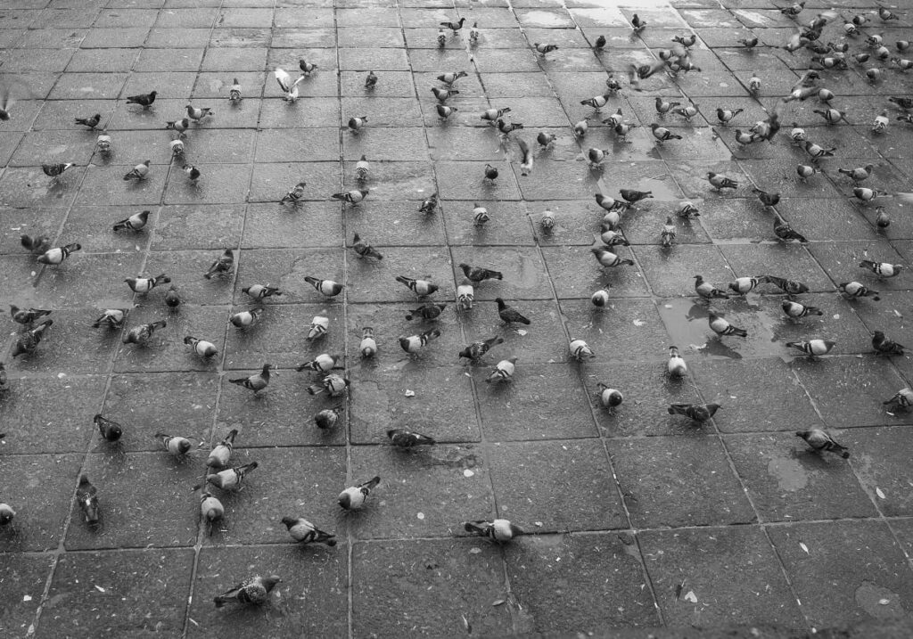 Pombos são pragas urbanas que proliferam em silêncio e transmitem diversas doenças, comprometem residências, o comércios, as indústrias e seus processos produtivos.