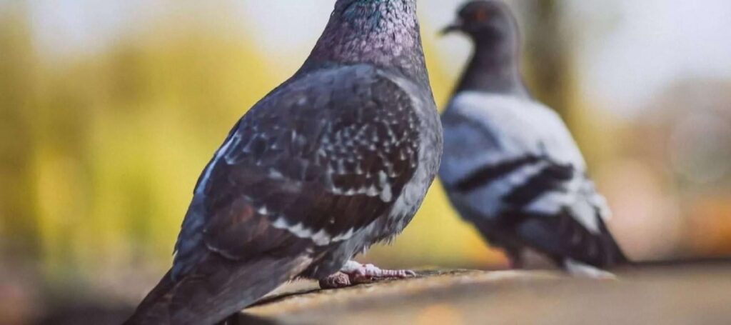 O repelente para pombos da Colly é uma opção eficaz para afastar essas aves e morcegos indesejados. Ele funciona através da sua característica pegajosa (contato) e também através do olfato (extrato de hortelã) que causam incômodo, fazendo com que eles evitem a área tratada.