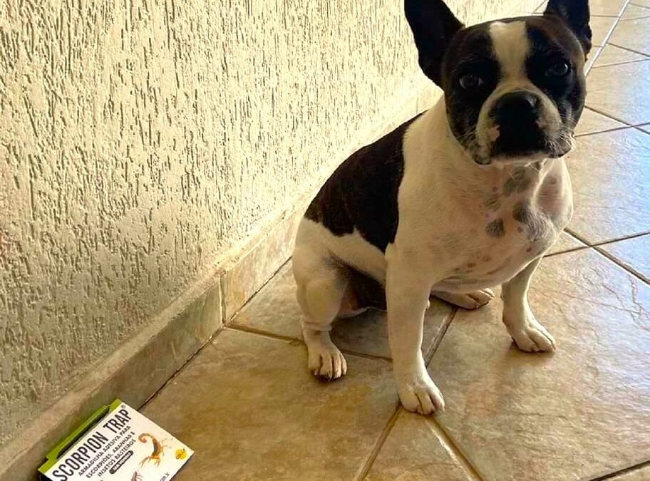 Armadilha Adesiva Scorpion Trap: Proteção para sua Família e para nossos Pets amados