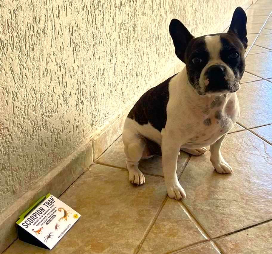 Armadilha Adesiva Scorpion Trap: Proteção para sua Família e para nossos Pets amados