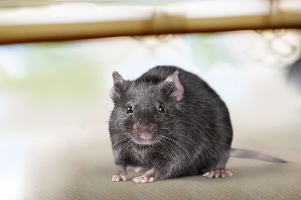 Os ratos são animais espertos e que se proliferam nas grandes cidades, pois encontram ali o ambiente ideal para suas necessidades, com abundância de comida, água e lugares aconchegantes para construir seus ninhos. Nós somos os responsáveis por criar essa situação favorável para eles.