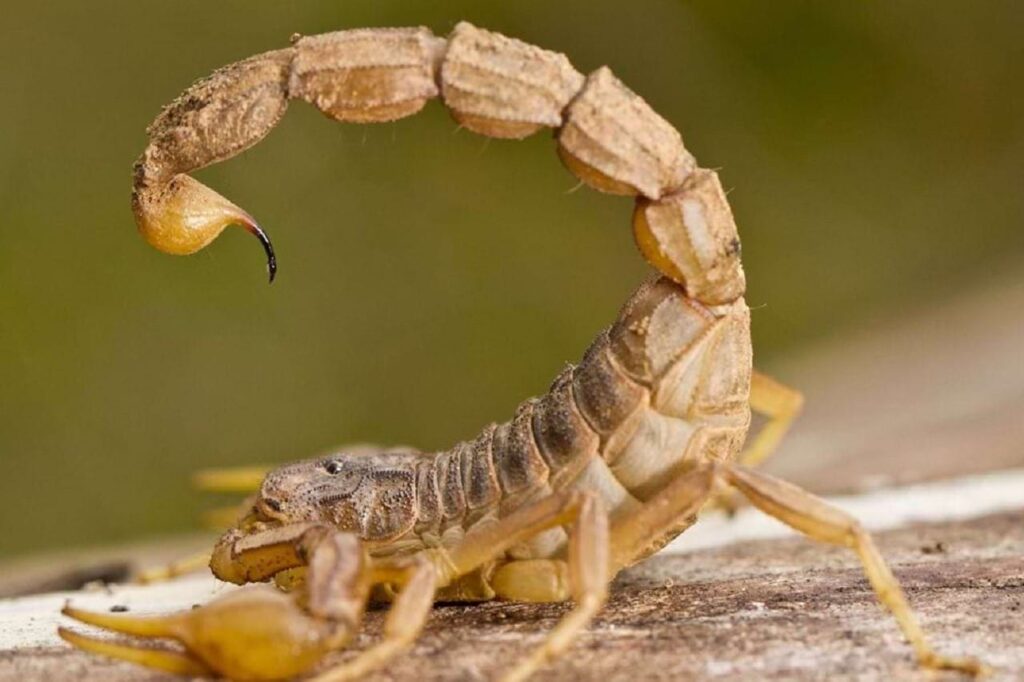 Os escorpiões são frequentemente encontrados em locais com muita umidade, pouca luz e uma abundância de insetos, especialmente baratas. Eles proliferam em ambientes como sob pedras, frestas, barrancos, cascas de árvores, paredes e muros mal rebocados, pilhas de madeira, entulhos, caixas de gordura, ralos, forros, entre outros.