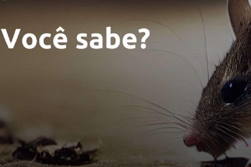A maior forma de transmissão de doenças pelos ratos é através do contato com suas fezes, urina ou saliva contaminadas. Essas pragas podem ser portadores de uma variedade de agentes patogênicos perigosos em seus corpos, e a excreção desses patógenos é uma das principais vias de infecção para os seres humanos.
