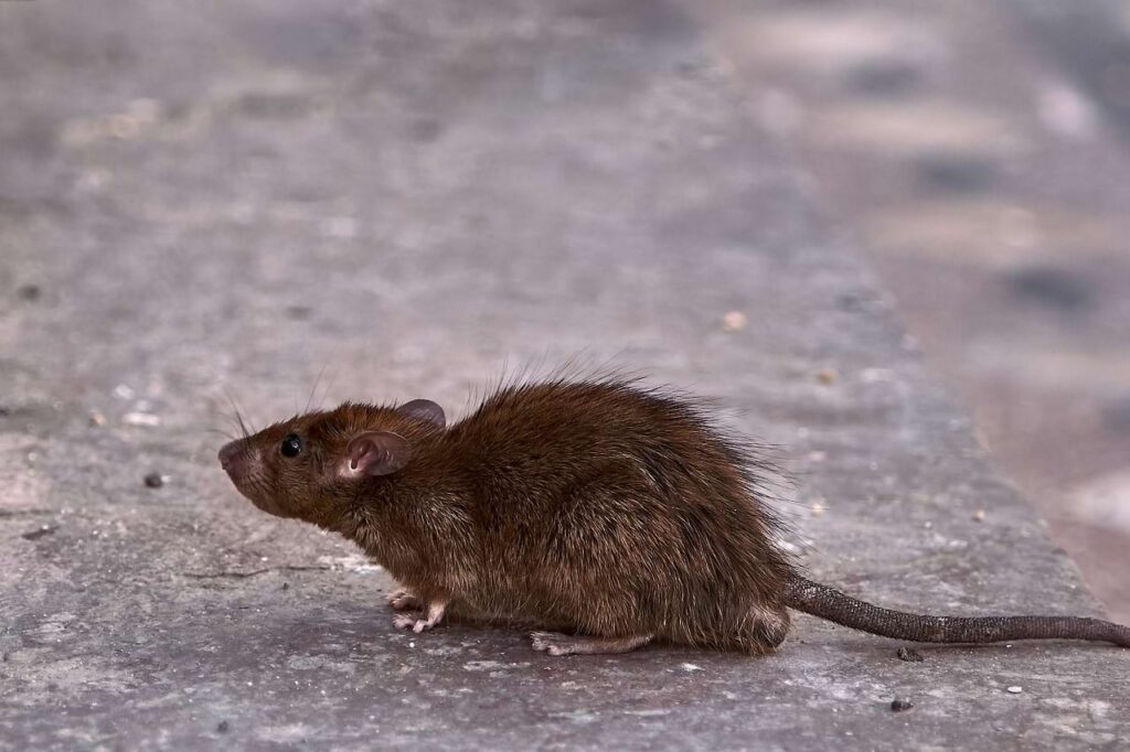 O controle de roedores é um desafio sanitário contínuo em áreas urbanas e ambientes industriais. Uma tarefa que exige planejamento, a combinação de diferentes estratégias e métodos de enfrentamento e a escolha de soluções de controle adequadas para cada situação.