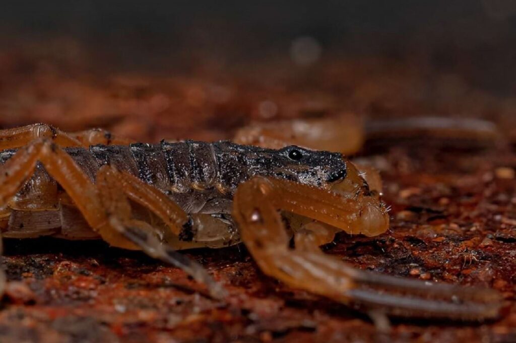 Os escorpiões têm uma afinidade natural por ambientes úmidos e escuros, o que os torna propensos a escolher os encanamentos como esconderijos. A Armadilha para Escorpiões Scorpion Trap, sem veneno, é utilizada para monitoramento e controle de aracnídeos, insetos rasteiros e pequenos invasores.