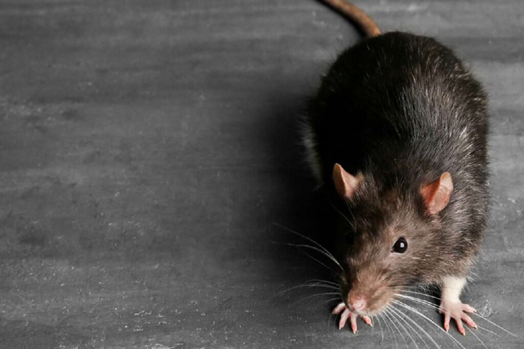 Os ratos têm um olfato altamente desenvolvido, estima-se que os ratos possam sentir o cheiro de alimentos a distâncias de até várias dezenas de metros, dependendo das condições ambientais, da concentração do odor e do tipo de cheiro, o que os ajuda a procurar comida em locais como residências e depósitos de alimentos, podendo causar infestações.