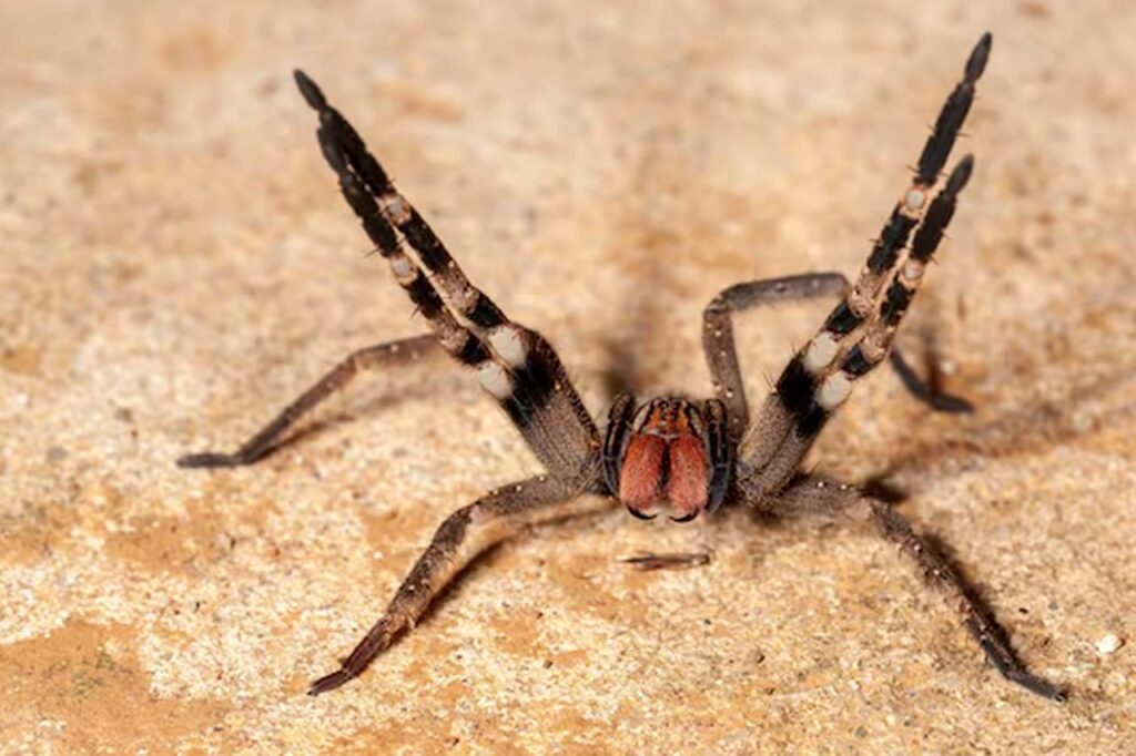 O Brasil é conhecido por abrigar uma grande variedade de aranhas, algumas das quais podem representar riscos à saúde quando em contato com as pessoas. Considere o uso das armadilhas adesivas Scorpion Trap como uma medida essencial de proteção para capturar aranhas venenosas e proteger sua família.