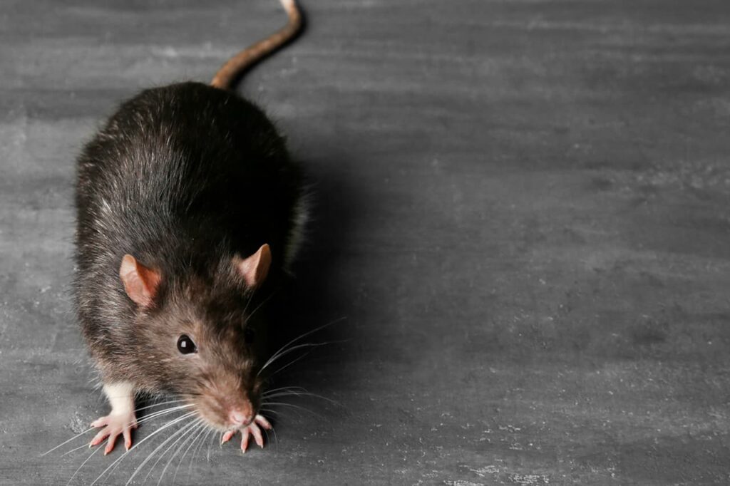 Monitorar e controlar roedores é essencial para evitar infestações e mitigar os riscos associados a eles.