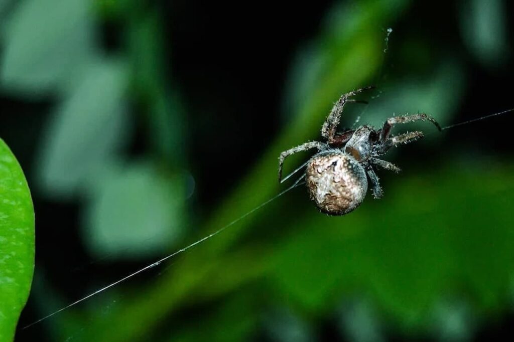 No Brasil, registramos um considerável número de acidentes com aranhas. É crucial adotar medidas de precaução e proteção para garantir a segurança de todos no ambiente.