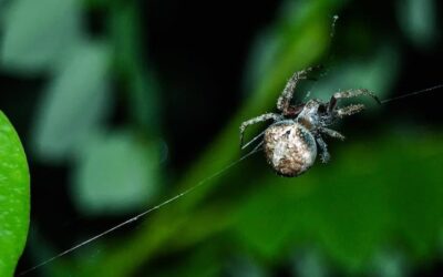 3 Espécies de Aranhas Venenosas Que Podem Ser Encontradas em Casa