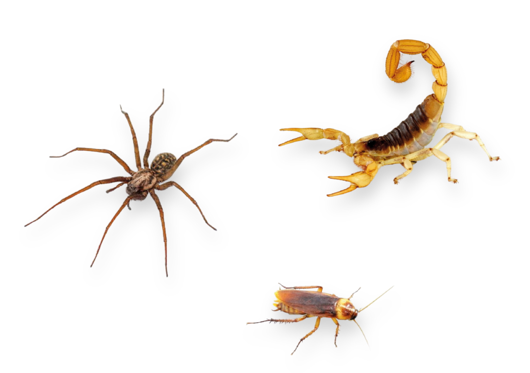 conheça a nossa A armadilha adesiva Scorpion Trap, sem veneno, é utilizada para monitoramento e controle de aracnídeos, insetos rasteiros e pequenos invasores. A praga é capturada quando entra em contato com a superfície do adesivo.